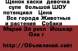 Щенок хаски, девочка супе, большой ШОУ потенциал › Цена ­ 50 000 - Все города Животные и растения » Собаки   . Марий Эл респ.,Йошкар-Ола г.